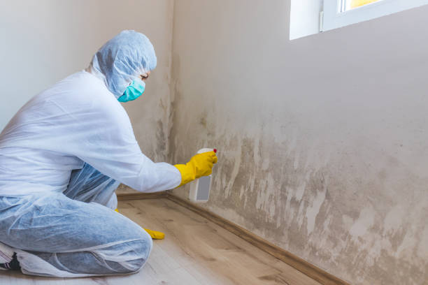 Licensed Basement Mold Remediation service in Malone, FL - 24 Hour Mold Removal