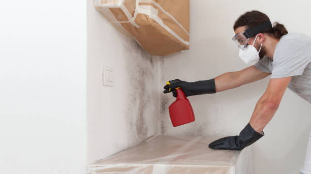 Professional Basement Mold Remediation technician working in Malone, FL