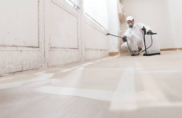 24/7 Emergency Basement Mold Remediation experts in Malone, FL