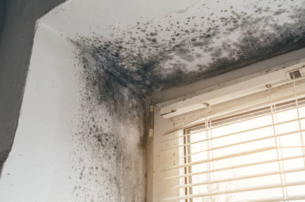 Affordable Basement Mold Remediation solutions in Malone, FL
