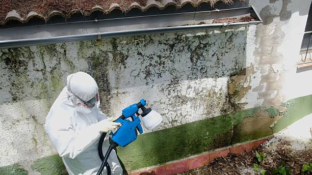 Top rated local Basement Mold Remediation specialists in Malone, FL